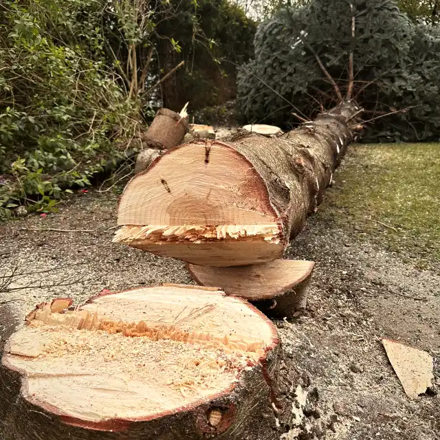Gefällter Stamm, sauber in Stammscheiben zerlegt, in einem Garten