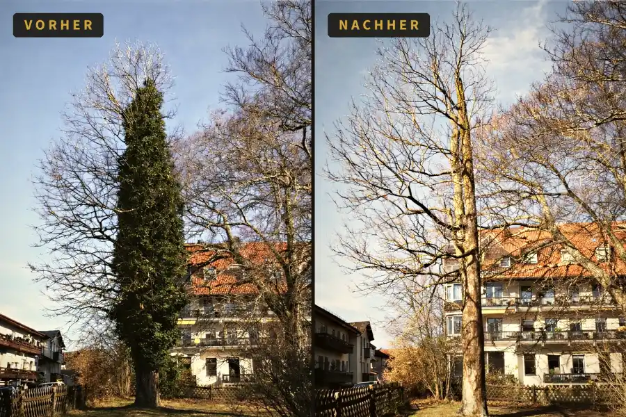 Vorher-Nachher: Baum vollständig mit Efeu bewachsen, danach freigestellter Stamm