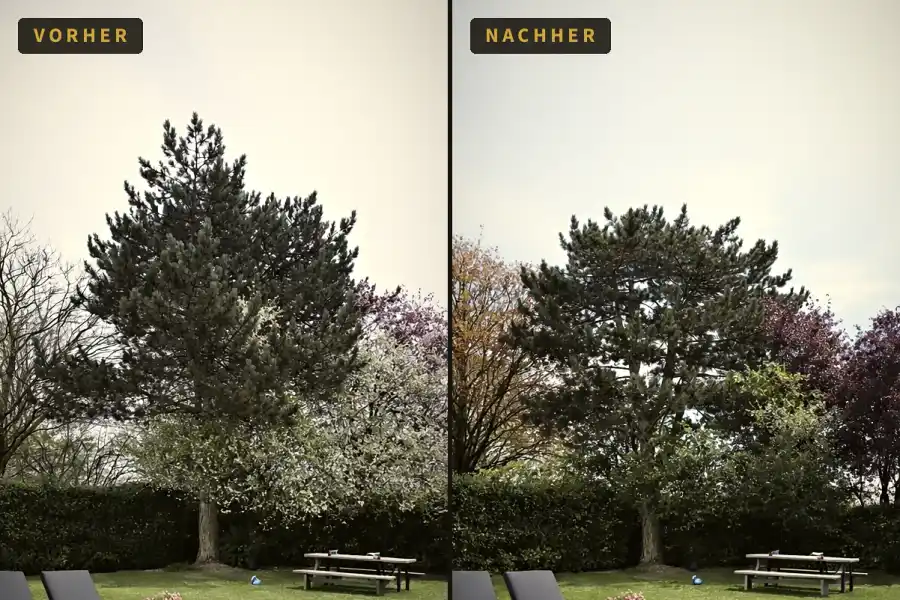 Vorher-Nachher: Kiefer im Garten vor und nach dem Pflegeschnitt