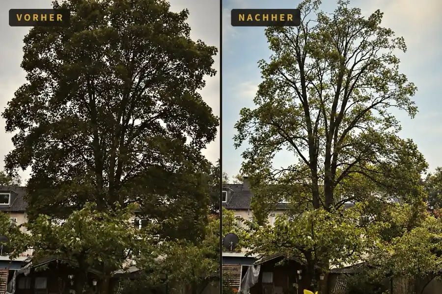Vorher-Nachher: dichte Laubkrone im Garten, danach licht und gleichmäßig