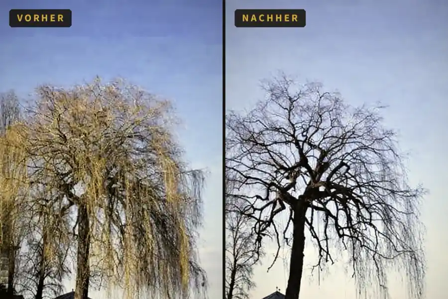 Vorher-Nachher: Trauerweide vor und nach dem Rückschnitt