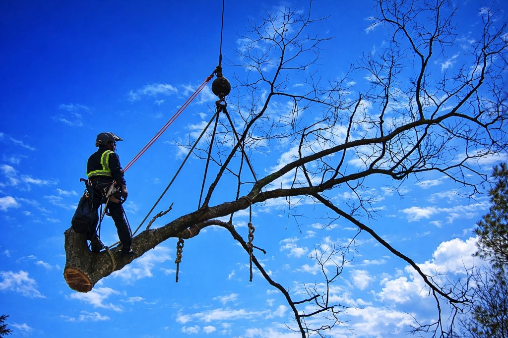 Baumfällung in Aktion