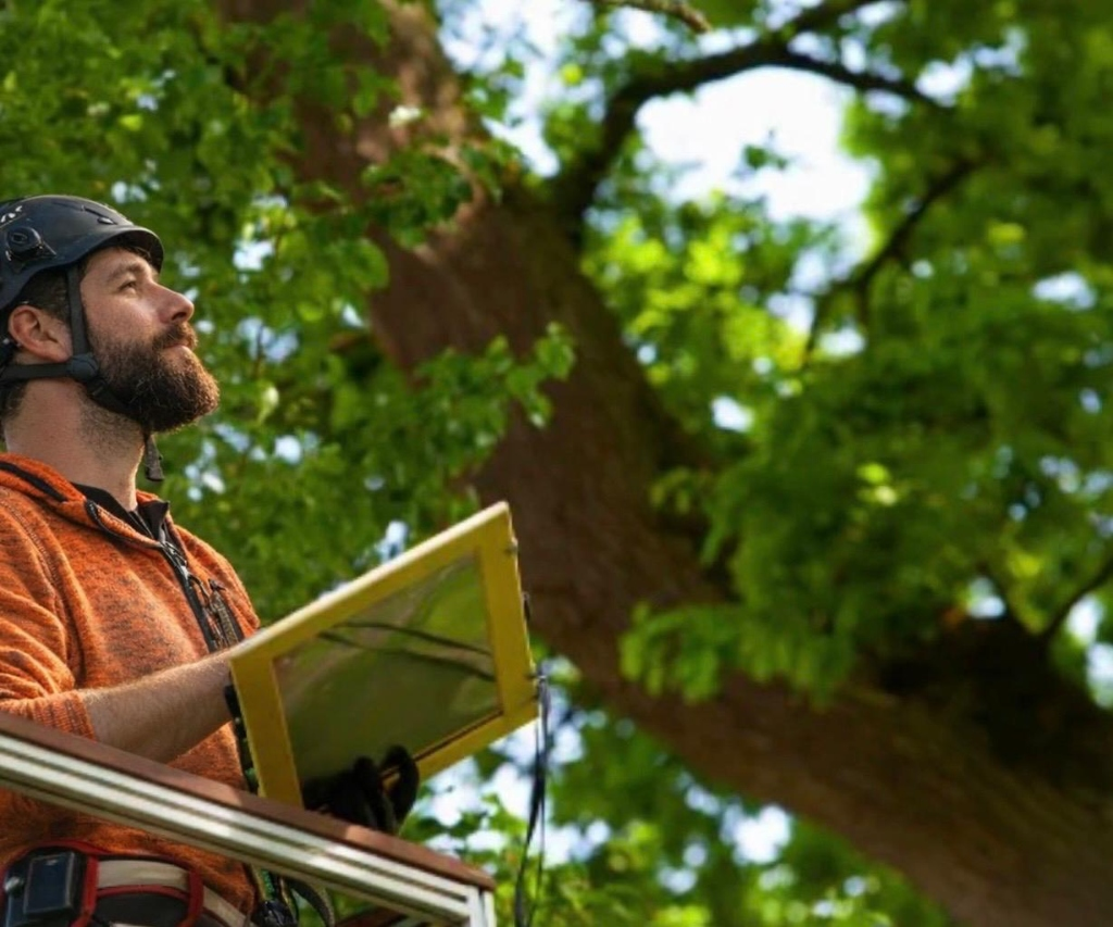 Baumkontrolle in Düsseldorf