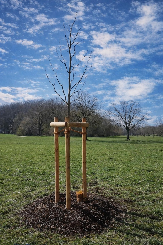 Pflanzaktion Baumkrieger