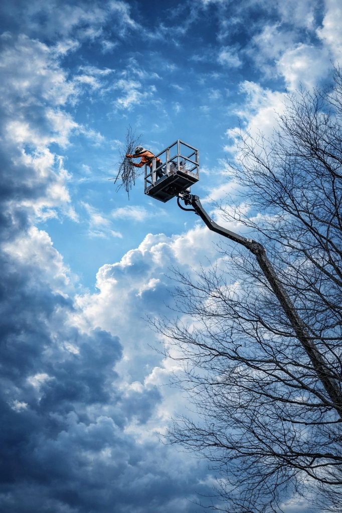Baumpflege im Stadtpark Düsseldorf