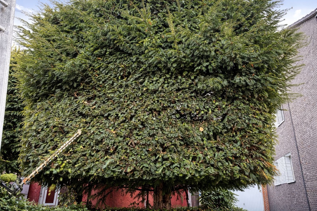 Gehölz- & Landschaftspflege Düsseldorf Formschnitt