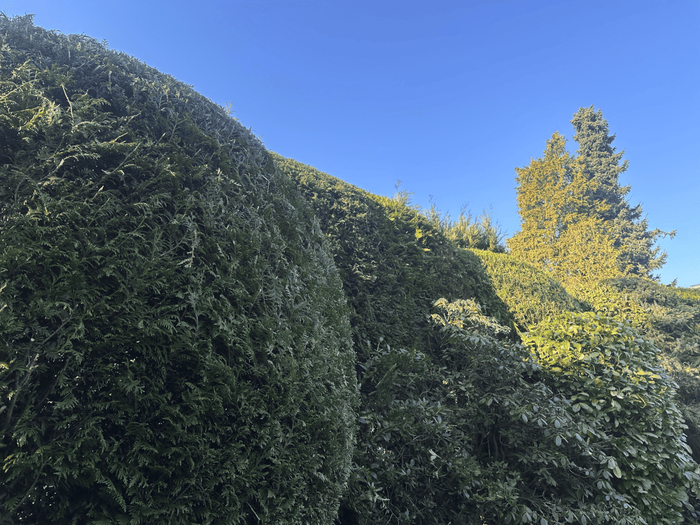 Großflächige Heckenarbeit