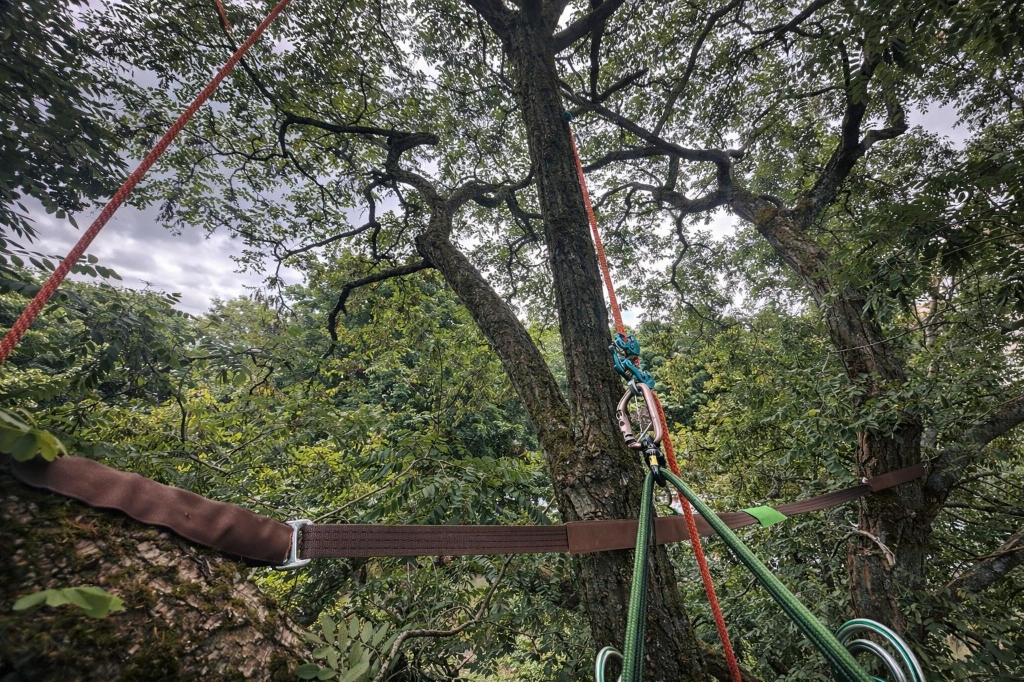 Kronensicherung Detailansicht