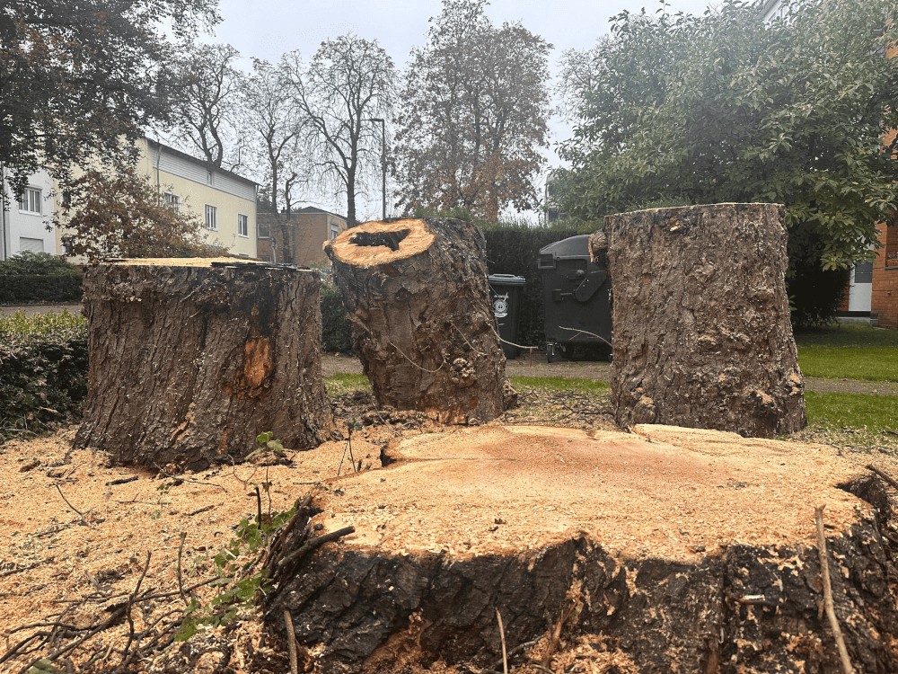 Fachgerechter Baumschnitt